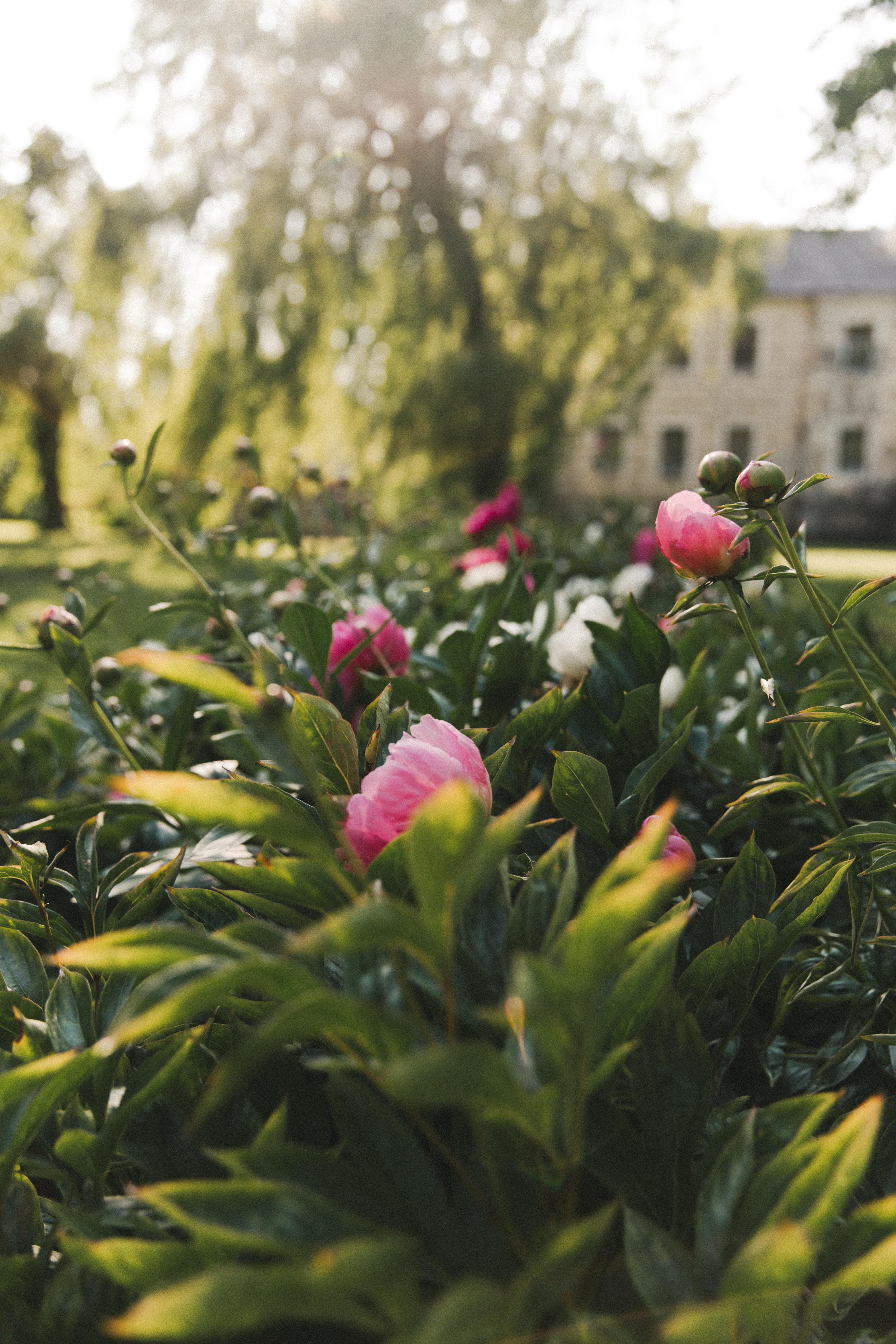 Rožinės bijūnai dvaro sode