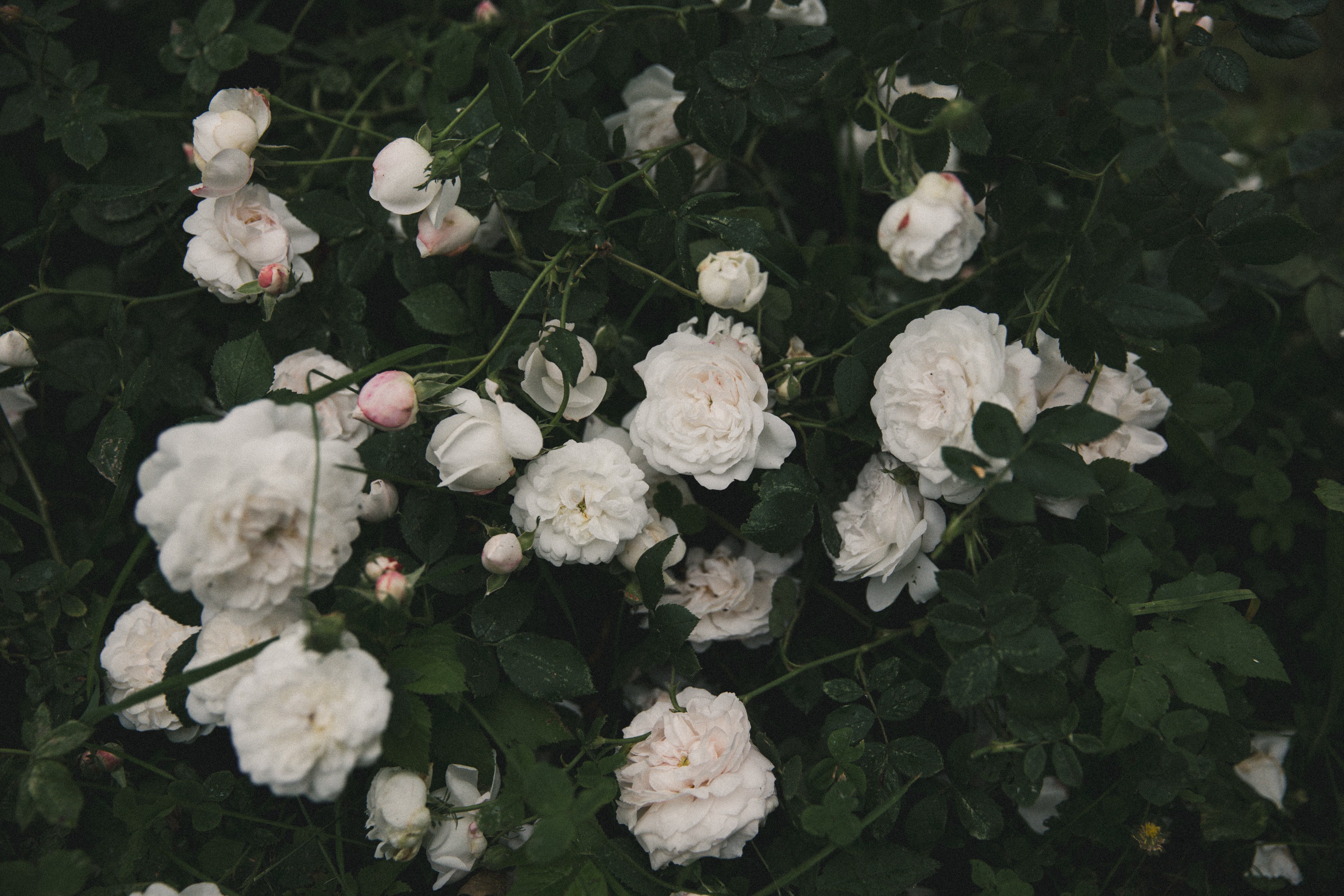 Baltos rožės dvaro sode